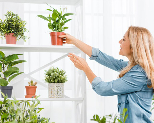 How Indoor Plants Can Improve Indoor Air Quality